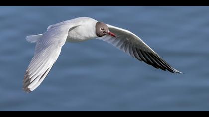 Karabaş martı » Black-headed Gull » Chroicocephalus ridibundus