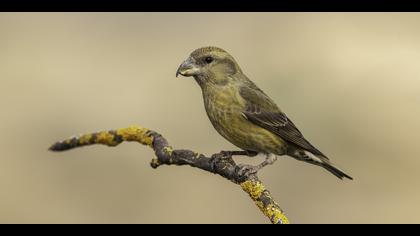 Çaprazgaga » Red Crossbill » Loxia curvirostra