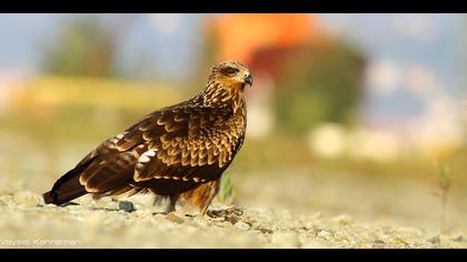 Kara çaylak » Black Kite » Milvus migrans