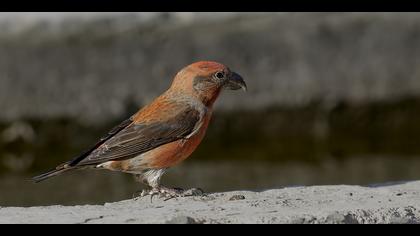 Çaprazgaga » Red Crossbill » Loxia curvirostra