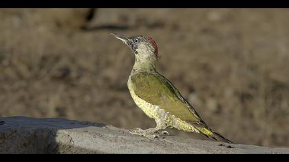 Yeşil ağaçkakan » European Green Woodpecker » Picus viridis