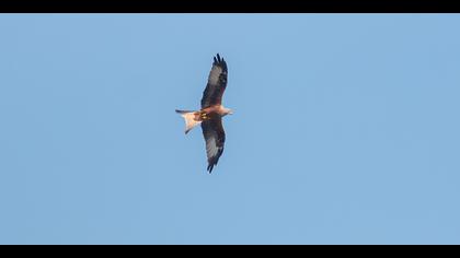 Kızıl çaylak » Red Kite » Milvus milvus