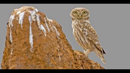 Kukumav » Little Owl » Athene noctua