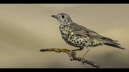 Ökse ardıcı » Mistle Thrush » Turdus viscivorus