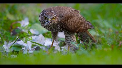 Atmaca » Eurasian Sparrowhawk » Accipiter nisus