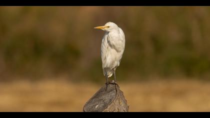 Sığır balıkçılı » Western Cattle Egret » Bubulcus ibis