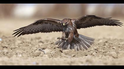 Şahin » Common Buzzard » Buteo buteo