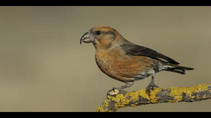 Çaprazgaga » Red Crossbill » Loxia curvirostra