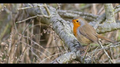 Kızılgerdan » European Robin » Erithacus rubecula