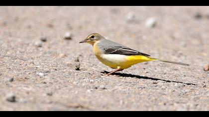 Dağ kuyruksallayanı » Grey Wagtail » Motacilla cinerea