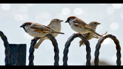 Serçe » House Sparrow » Passer domesticus