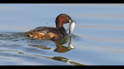 Küçük batağan » Little Grebe » Tachybaptus ruficollis