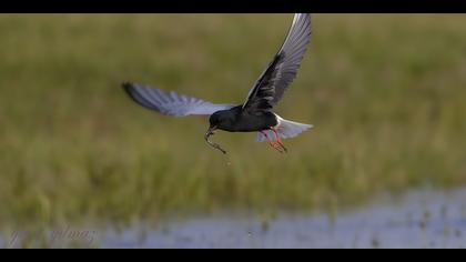 Akkanatlı sumru » White-winged Tern » Chlidonias leucopterus