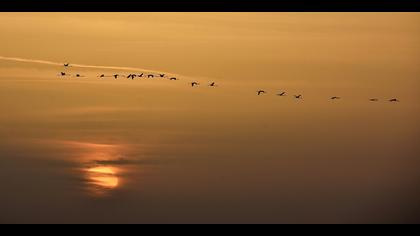 Flamingo » Greater Flamingo » Phoenicopterus roseus