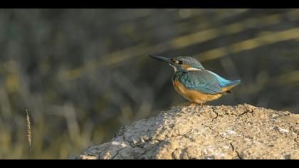 Yalıçapkını » Common Kingfisher » Alcedo atthis