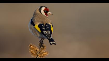 Saka » European Goldfinch » Carduelis carduelis