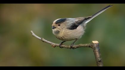 Uzunkuyruklu baştankara » Long-tailed Tit » Aegithalos caudatus