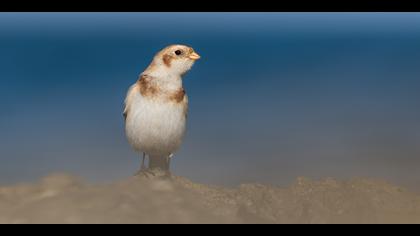 Alaca kirazkuşu » Snow Bunting » Plectrophenax nivalis