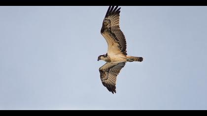 Balık kartalı » Western Osprey » Pandion haliaetus