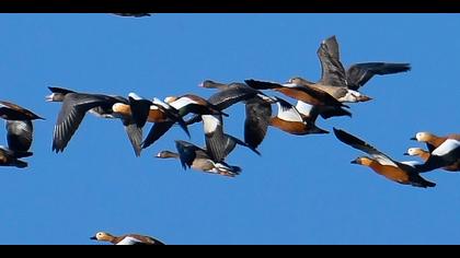 Küçük sakarca » Lesser White-fronted Goose » Anser erythropus