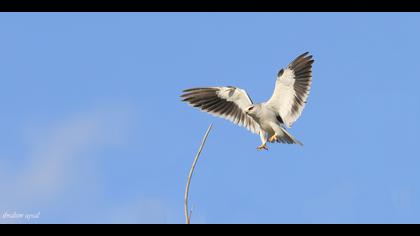 Ak çaylak » Black-winged Kite » Elanus caeruleus