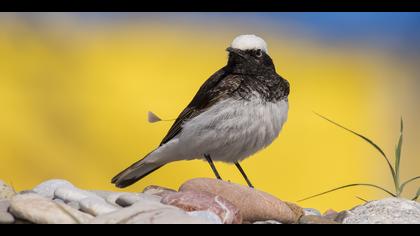 Keşiş kuyrukkakanı » Hooded Wheatear » Oenanthe monacha