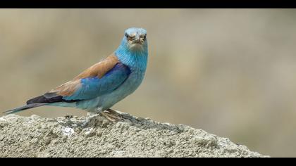 Gökkuzgun » European Roller » Coracias garrulus