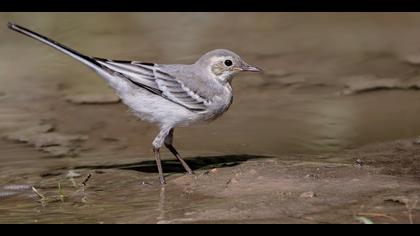 Ak kuyruksallayan » White Wagtail » Motacilla alba