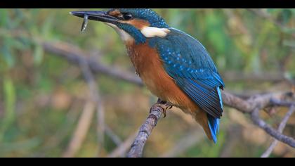 Yalıçapkını » Common Kingfisher » Alcedo atthis