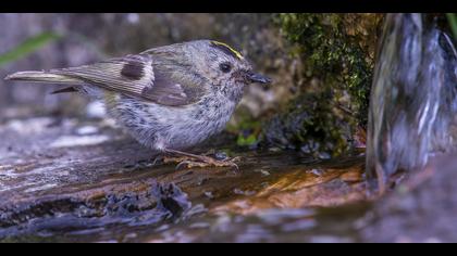 Çalıkuşu » Goldcrest » Regulus regulus 