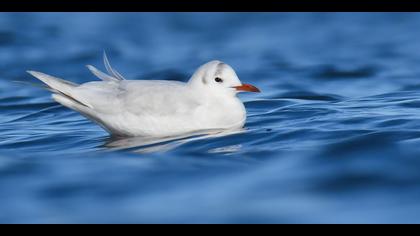 Karabaş martı » Black-headed Gull » Chroicocephalus ridibundus