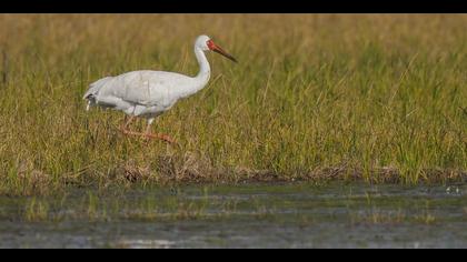 Ak turna » Siberian Crane » Leucogeranus leucogeranus