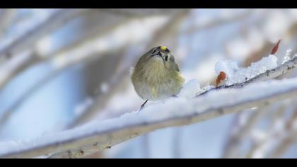 Çalıkuşu » Goldcrest » Regulus regulus 