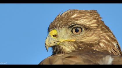 Şahin » Common Buzzard » Buteo buteo