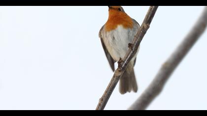 Kızılgerdan » European Robin » Erithacus rubecula