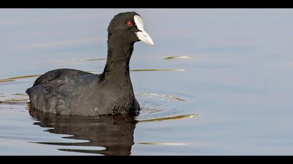 Sakarmeke » Eurasian Coot » Fulica atra