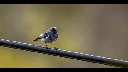 Kara kızılkuyruk » Black Redstart » Phoenicurus ochruros