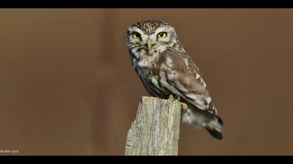 Kukumav » Little Owl » Athene noctua