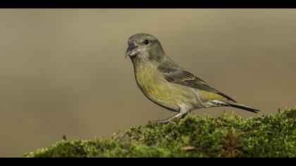 Çaprazgaga » Red Crossbill » Loxia curvirostra