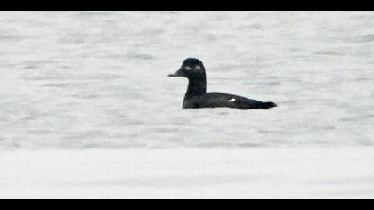 Kadife ördek » Velvet Scoter » Melanitta fusca