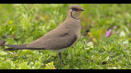 Bataklıkkırlangıcı » Collared Pratincole » Glareola pratincola