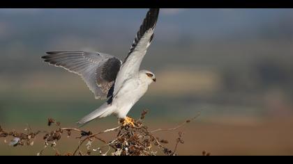 Ak çaylak » Black-winged Kite » Elanus caeruleus