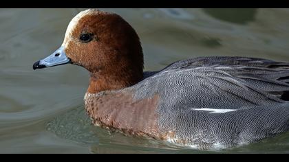 Fiyu » Eurasian Wigeon » Mareca penelope