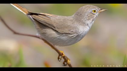 Çöl ötleğeni » Asian Desert Warbler » Sylvia nana