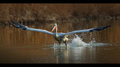 Tepeli pelikan » Dalmatian Pelican » Pelecanus crispus