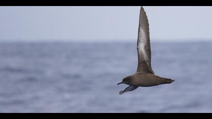 Külrengi Yelkovan » Sooty Shearwater » Ardenna grisea