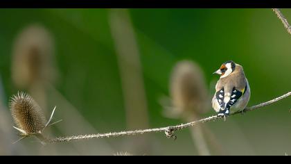 Saka » European Goldfinch » Carduelis carduelis