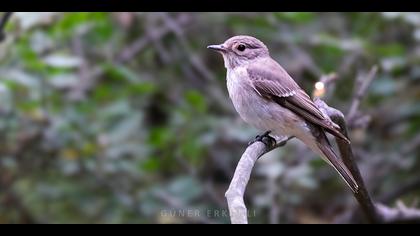 Benekli sinekkapan » Spotted Flycatcher » Muscicapa striata