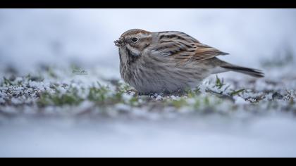 Bataklık Kirazkuşu » Common Reed Bunting » Emberiza schoeniclus