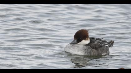 Sütlabi » Smew » Mergellus albellus